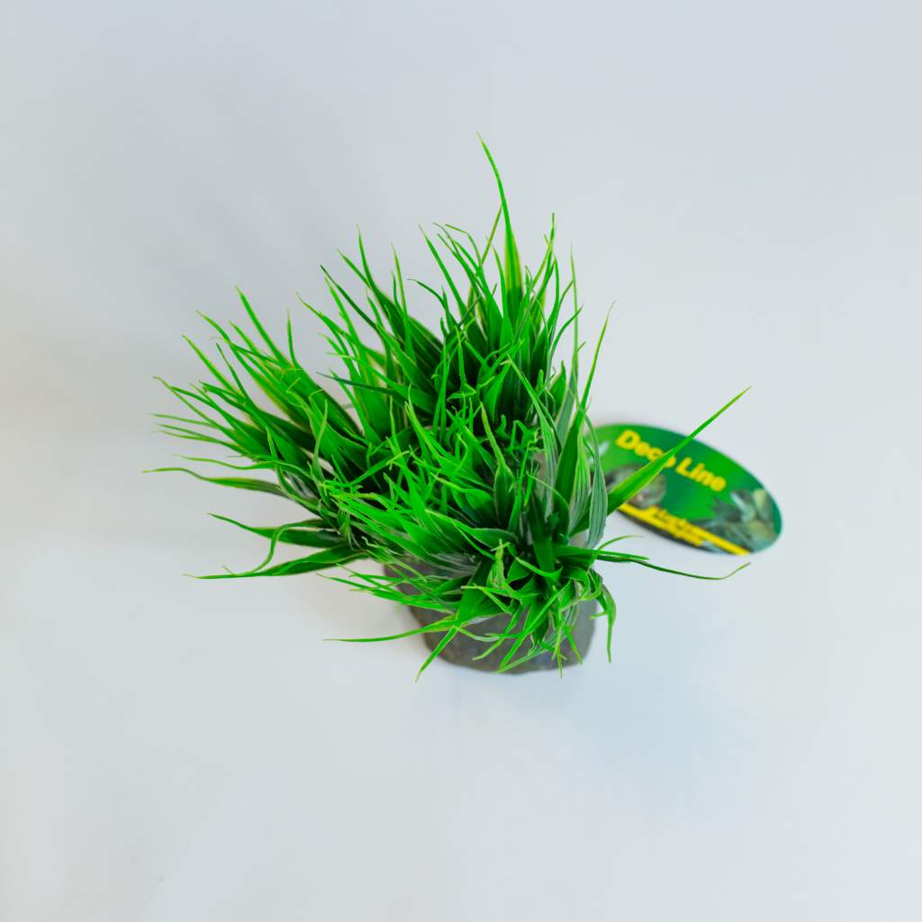 Lucky Reptile Sumatra Gras (Terrarienpflanze)